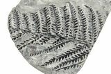 Carboniferous Fossil Fern (Odontopteris) Plate - France #378036-1